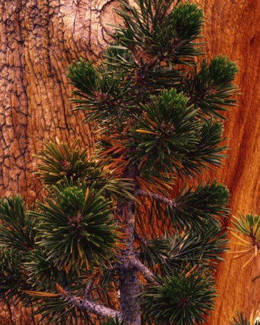Sierra Pines.jpg Sierra Pines.jpg