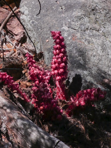 L1010750_1.jpg L1010750_1.jpg