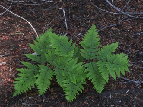 L1010760_1.jpg L1010760_1.jpg