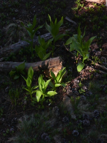 L1010763_1.jpg L1010763_1.jpg