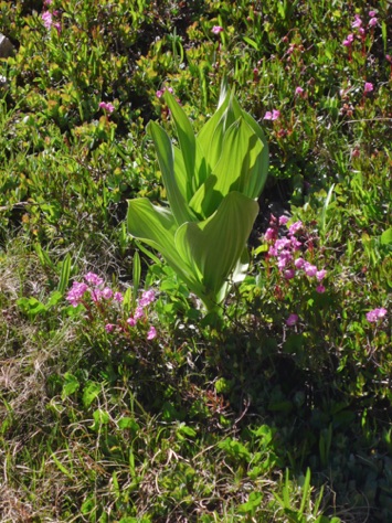 L1010769_1.jpg L1010769_1.jpg